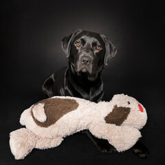 Studio shot of a Black labrador dog with brown eyes and his cuddle toy isolated on black background