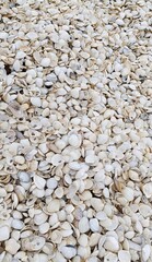 Texture of shells piled on the sand 