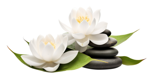 Tranquil spa stones complement lotus blooms, cut out