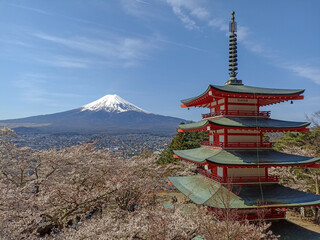 The scenery of Mount Fuji and cherry blossoms by Chureito Pagoda, Japan