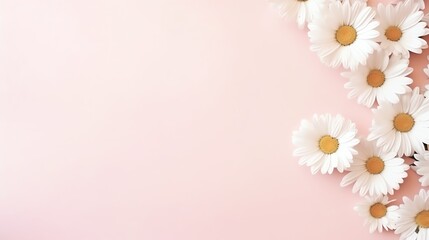a group of white flowers on a pink background