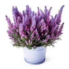 Obraz premium Flowering Heather Plant, Erica Flowers, Gardener Heather
