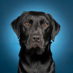Studio shot of a Black labrador dog with brown eyes  on a blue background