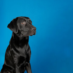 A Studio shot of a Black labrador dog with brown eyes giving a side eye on a blue background