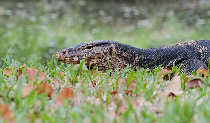 Asian water monitor, Varanus salvator close up