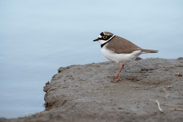 Little ringed plover standing at the sea, Charadrius dubius