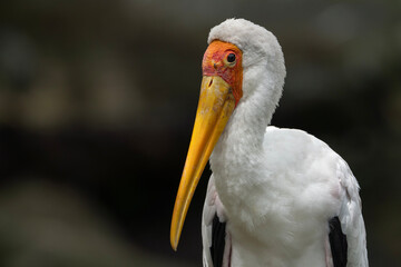 Milky stork, portrait of a bird, Mycteria cinerea close up