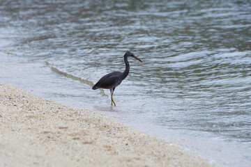 Pacific reef heron hunting at the sea