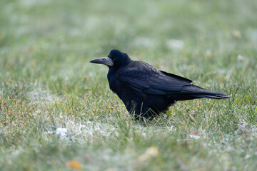 Rook standing in the frozen grass, Corvus frugilegus