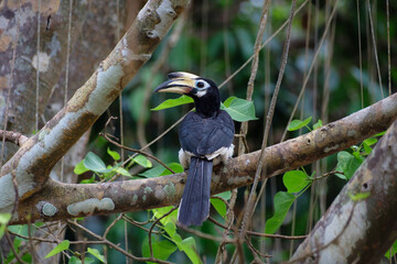 Oriental pied hornbill, female bird sitting on a tree