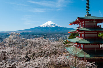Fototapeta premium The scenery of Mount Fuji and cherry blossoms by Chureito Pagoda, Japan