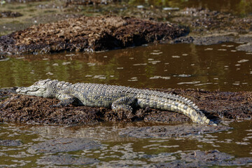 Nile Crocodile