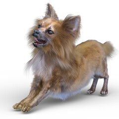 チワワ　3DCG レンダリング