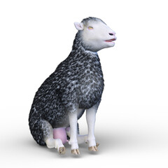 ヒツジ　3DCG レンダリング