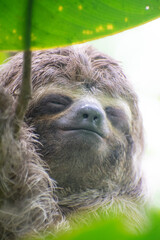 Close up of a sloth in a tree in the Colombian rainforest.