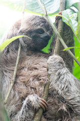 Sloth in a tree in the Colombian rainforest.