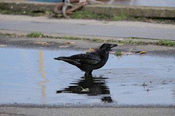 Corbeau les pattes dans l'eau .