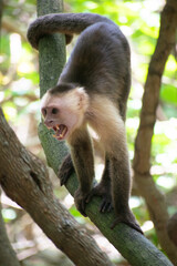 Capuchin Monkey in Jungle on a tree.
