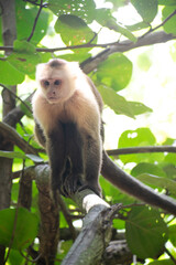 Capuchin Monkey in Jungle on a tree.