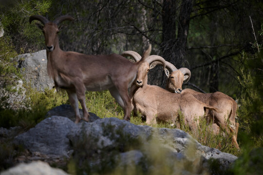Barbary Sheep in Natural Habitat