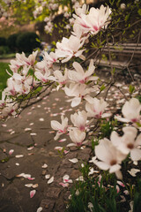 Branches of blooming pink magnolia in spring