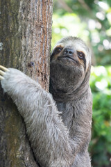 Three-toed sloth hanging on a tree looking the camera, Colombia, forest.
