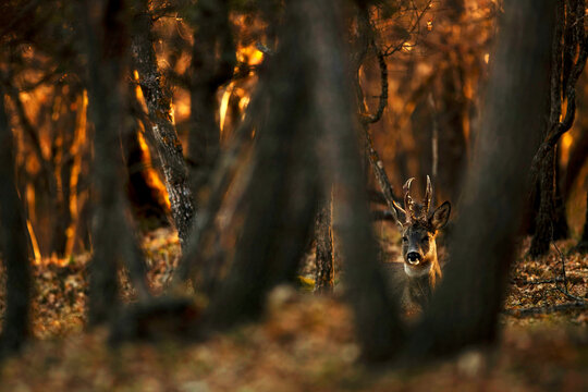 Enigmatic roe deer Peering Through Autumn Forest