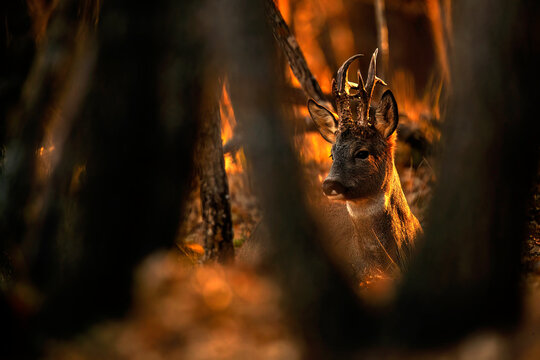 Enigmatic roe deer in the warmth of a sunset forest