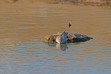 Fototapeta premium Eurasian collared pigeon (Streptopelia decaocto) drinking from the pond.