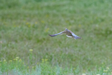Eurasian collared dove (Streptopelia decaocto) in flight while carrying branches to its nest.