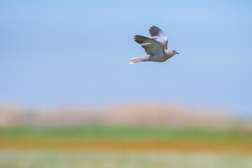 Eurasian collared dove(Streptopelia decaocto) in flight with the sky and vegetation in the background.