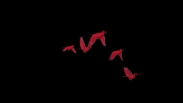 Flock of 5 North American Cardinals - Red Finch Birds - Flying Loop - Side Angle View CU - Alpha Channel - Realistic 3D animation isolated on transparent background