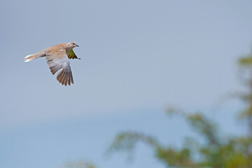 Eurasian collared dove (Streptopelia decaocto) in flight with the sky and vegetation in the background.