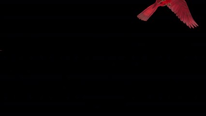 North American Cardinal - Red Finch Bird - Flying Over Screen CU - 04 - Alpha Channel - Realistic 3D animation isolated on transparent background - Powered by Adobe