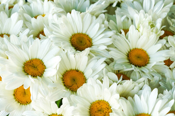 White daisy flowers background, flowering of daisies, blooming oxeye daisies