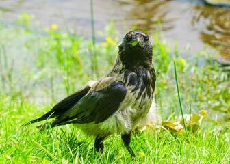 Gray and black hooded crow bird sitting in grass on green blurred background, crow closeup