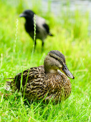 Wild motley waterfowl, female mallard duck portrait in green grass, blurred crow in background