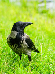 Gray and black hooded crow bird sitting in grass on green blurred background, crow closeup