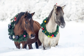 Horses wearing a christmas wreath in front of a snowy winter landscape: A bay brown huzule horse and a dun konik pony in winter outdoors © Annabell Gsödl