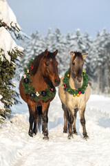 Horses wearing a christmas wreath in front of a snowy winter landscape: A bay brown huzule horse and a dun konik pony in winter outdoors © Annabell Gsödl