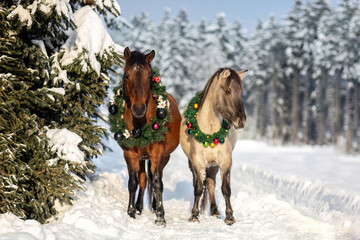 Horses wearing a christmas wreath in front of a snowy winter landscape: A bay brown huzule horse and a dun konik pony in winter outdoors