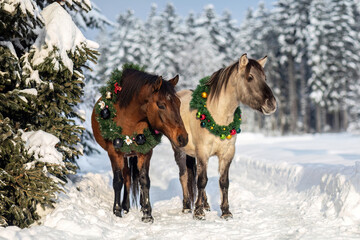 Horses wearing a christmas wreath in front of a snowy winter landscape: A bay brown huzule horse and a dun konik pony in winter outdoors © Annabell Gsödl