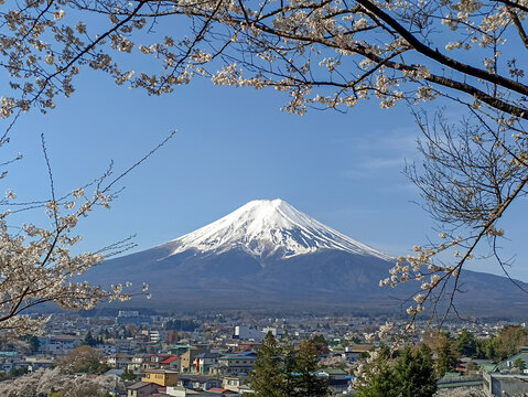 The view of Mount Fuji surrounded by cherry blossoms from Arakurayama Summit in Japan