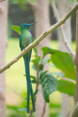 Long tailed hummingbird on a branch
