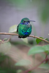Close up of a green and blue hummingbird on a branch.