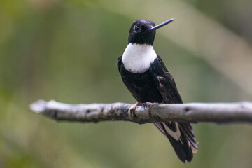 Close up of a Collared Inca humming perched on a branch