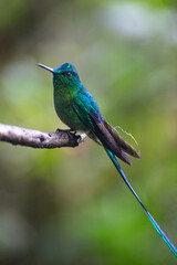 Long tailed sylph hummingbird on a branch.