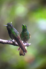 Two green hummingbirds on a branch.