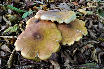 Poplar mushroom or velvet pioppini (lat. Cyclocybe aegerita), edible wild mushrooms with caps in a forest, fungus, mycology

