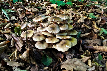 Poplar mushroom or velvet pioppini (lat. Cyclocybe aegerita), edible wild mushrooms with caps in a forest, fungus, mycology
